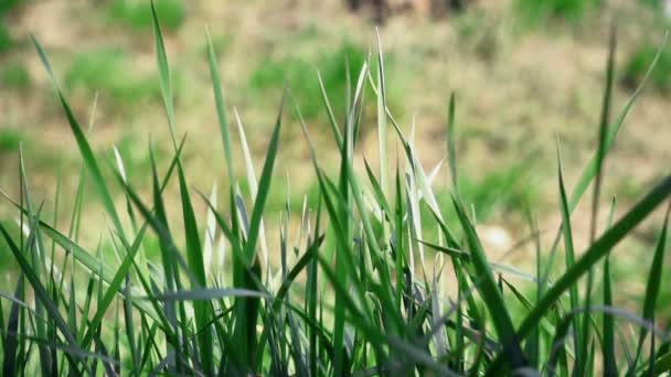 Césped Verde Balanceándose Viento Lento 240 Fps — Vídeo de stock