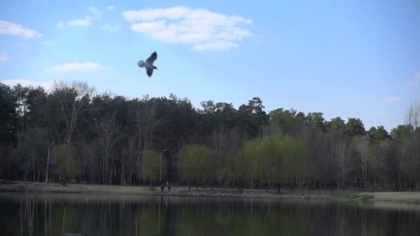 Pássaros Voam Sobre Lago Movimento Lento 240Fps — Vídeo de Stock
