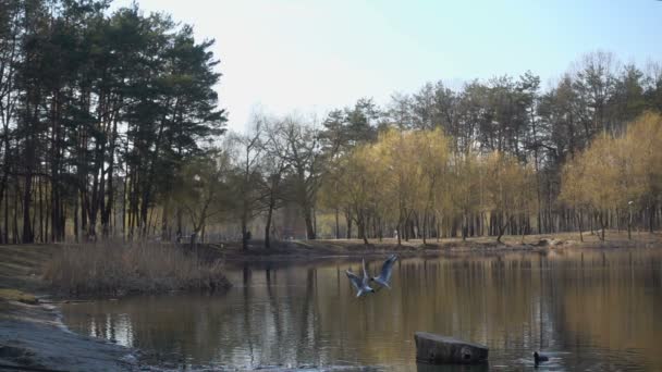 Vögel Fliegen Über Den See Zeitlupe 240Fps — Stockvideo