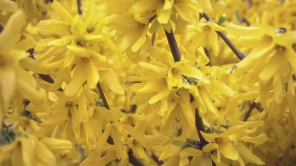 Közelkép Világos Sárga Virágok Forsythia — Stock videók