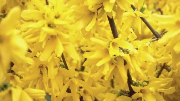 Zblízka Jasně Žluté Květy Forsythia — Stock video