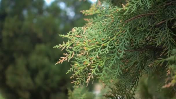 Ветви Белого Кедра Thuja Occidentalis — стоковое видео