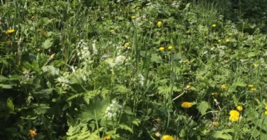 Bahar aylarında çiçeklerle çayır