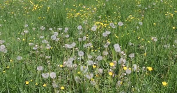 草原のタンポポの花 フィールドのタンポポが風に揺れる タンポポ畑 夏の日 — ストック動画