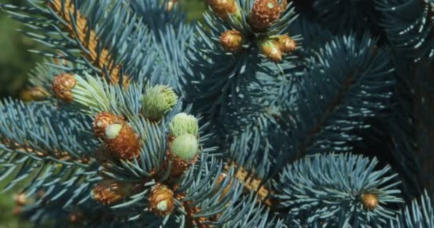 モミの木 松の枝 風に吹く針葉樹コーンのクローズアップ — ストック動画