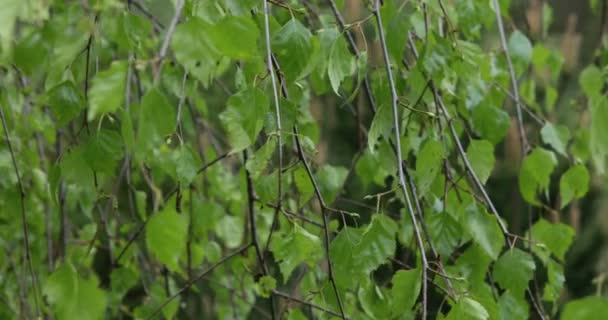 Berken Takken Bewegen Wind — Stockvideo