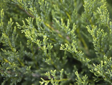 Soyut dekoratif ahşap desenli sepet dokuma arka planı