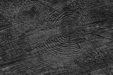 Kesilen ağaç gövdesinin ahşap dokusu