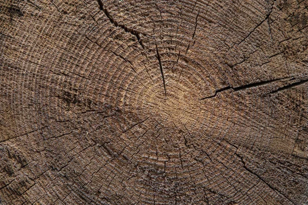 Hout Textuur Achtergrond Van Gesneden Boomstam — Stockfoto