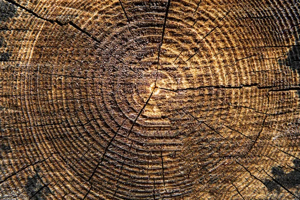 Struttura Del Legno Sfondo Del Tronco Albero Tagliato — Foto Stock