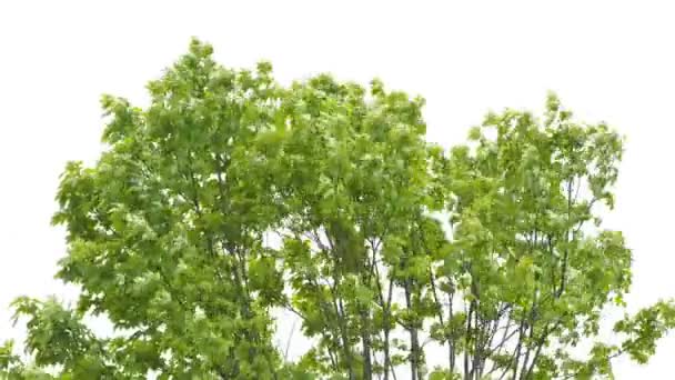 Branches Arbres Contre Ciel — Video