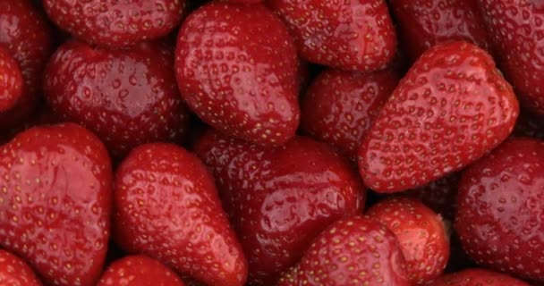 Rotación Fresas Rojas Maduras Orgánicas Fondo Alimentario — Vídeo de stock
