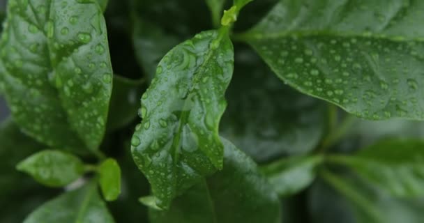 Fresh Mint Leaves Background — Stock Video