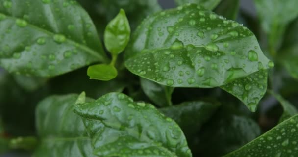 Fresh Mint Leaves Background — Stock Video