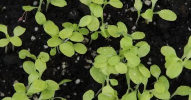 Arka plan olarak taze nane yaprakları