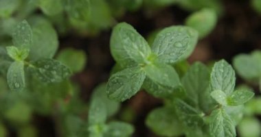 Arka plan olarak taze nane yaprakları