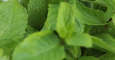 Arka plan olarak taze nane yaprakları