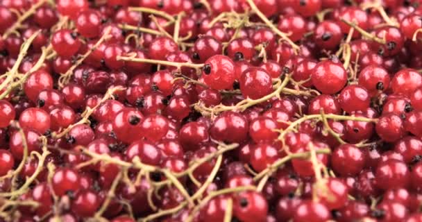 Closeup Ripe Juicy Berries Red Currant — Stock Video