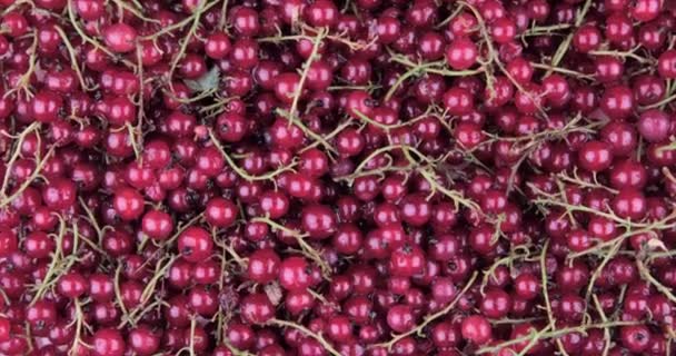 Closeup Ripe Juicy Berries Red Currant — Stok Video