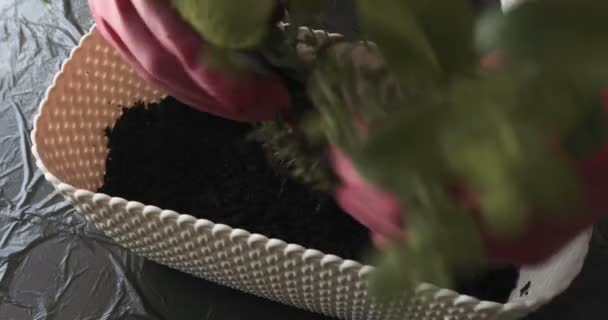 Man Händer Plantera Blomma Till Potten Hemma — Stockvideo