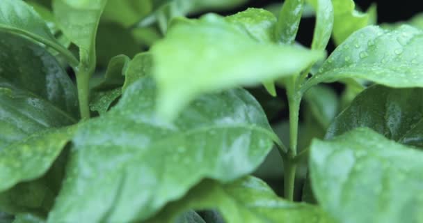 Folhas Verdes Rotativas Com Gotas Água — Vídeo de Stock