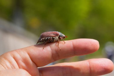 bir parmak, yumuşak yeşil arka plan üzerinde cockchafer. Mayıs böceği baktım baktım. yan görünüm