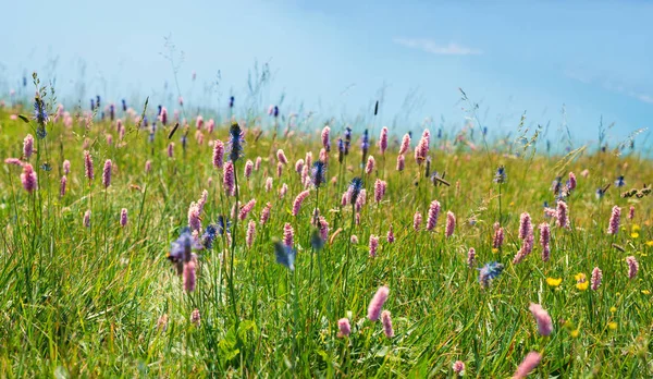 Alpin Sommar Wildflower Äng Med Gemensamma Bistort Och Devils Claw — Stockfoto