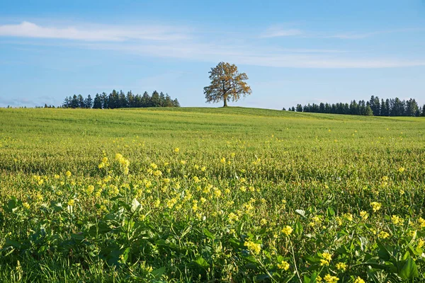 Paisagem Rural Com Campo Estupro Carvalho Solitário Céu Azul Com — Fotografia de Stock