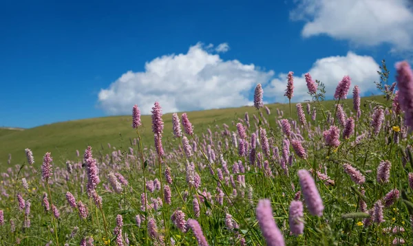 Pink Blooming Common Bistort Wildflower Meadow Monte Baldo Summit Blue — Stock Photo, Image