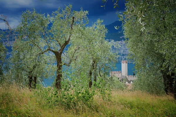Olijfbomen Boven Het Gardameer Buurt Van Malcesine Stormachtig Weer — Stockfoto
