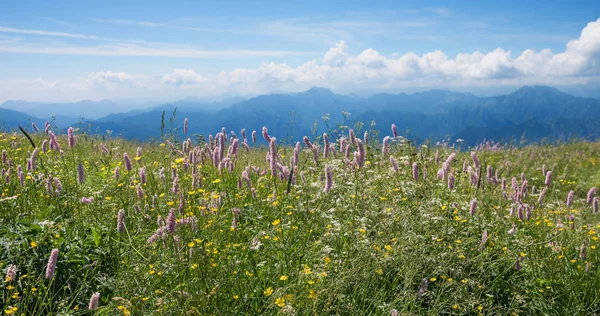 Krásná Rozkvetlá Louka Bistort Buttercup Horu Monte Baldo Severní Itálie — Stock fotografie