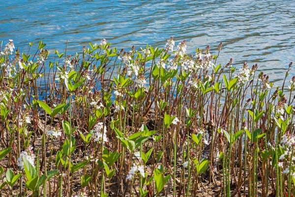 Ritkán Vidrafű Növények Alpesi Partján Menyanthes Trifoliata — Stock Fotó