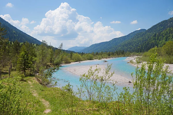 Ungezähmte Isarflusslandschaft Natürlicher Lebensraum Für Seltene Vögel Und Alpenblumen — Stockfoto