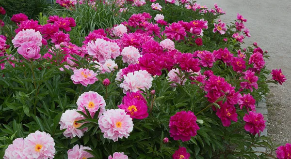 シャクヤクの花が咲き多くのピンクの花壇 — ストック写真