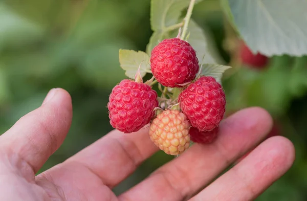 Woman Shows Ripe Raspberries Garden Ready Picking — Stock Photo, Image