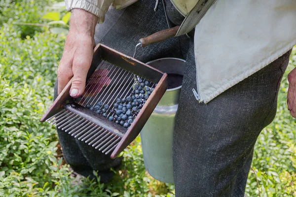 Senior Collecting Blueberries Harvester Comb Forest — Stock Photo, Image