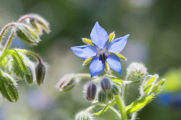 Närbild Gurkört Växt Med Blå Blomma Dekorativa Ätbara Trädgården Ört — Stockfoto