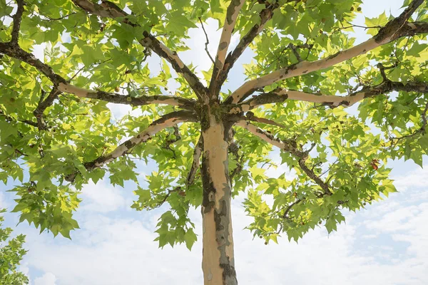 Korony Drzewa Drzewa Samolotu Zielony Liści Rozległych Oddziałów Widok Dołu — Zdjęcie stockowe