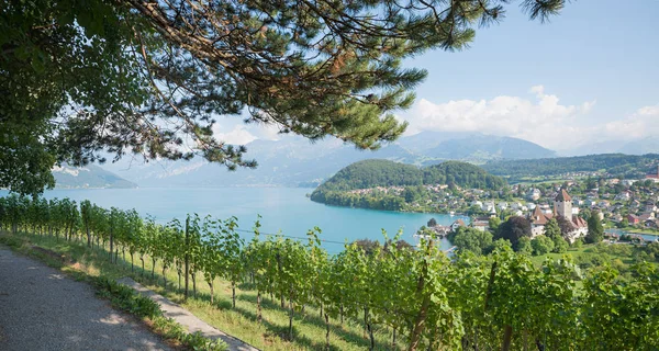 沿着美丽的葡萄园徒步旅行小径 观图恩湖和 Spiez 风景秀丽的风景 Bernese Oberland — 图库照片