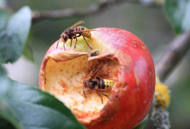 iki büyük hornets olgun elma bahçesinde, emme.