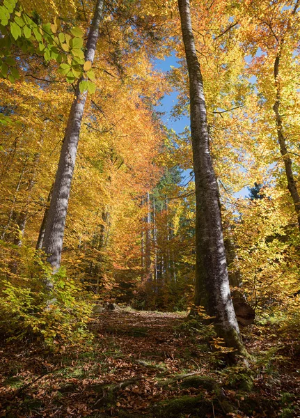 Autumnal Beech Trees Colorful Leaves Forest — Stock Photo, Image