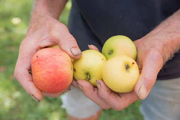 Oude Tuinders Handen Met Rijpe Rode Gele Appels Selectieve Aandacht — Stockfoto