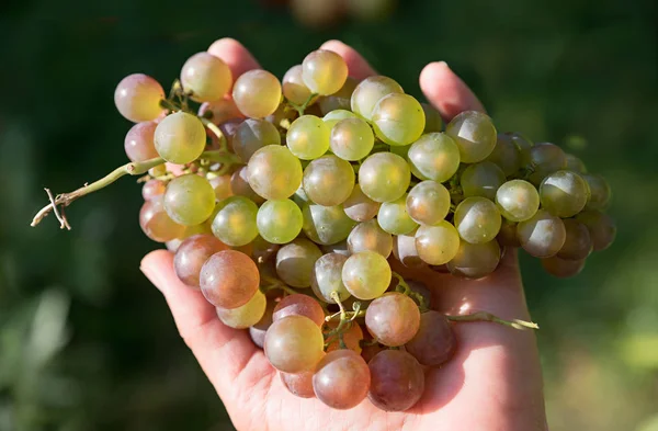 Punhado Uvas Maduras Colhidas Jardim — Fotografia de Stock