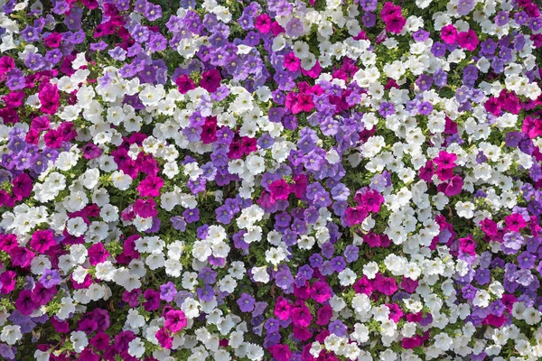 Florale Achtergrond Balkon Inrichting Met Weelderig Bloeiende Petunia Wit Roze — Stockfoto