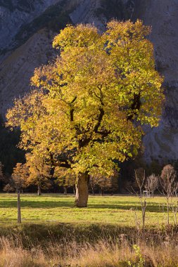 ahornboden Valley, Karwendel'de alan tirol altın parlak yaprakları ile akçaağaç ağaç. Ekim ayında bir turizm.
