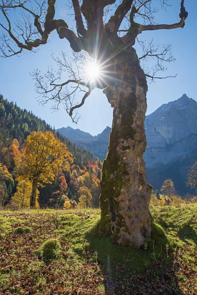 Velho Bordo Roído Árvore Sem Folhas Vale Ahornboden Tirol Luz — Fotografia de Stock