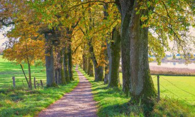 meşe ağacı sokak boyunca moor göl egglburg, sonbahar Bavyera manzara