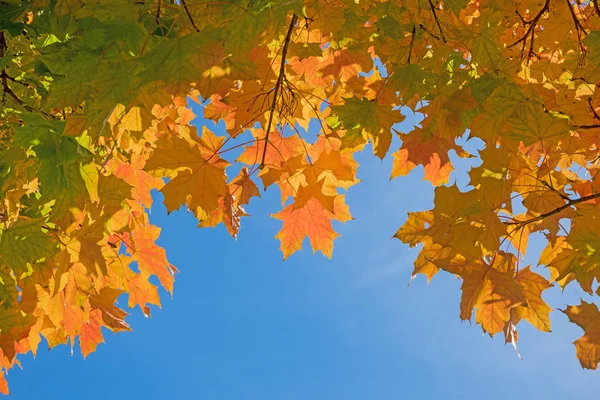 鮮やかな色とメープルの木の枝は 樹冠の上青空背景に 葉します — ストック写真