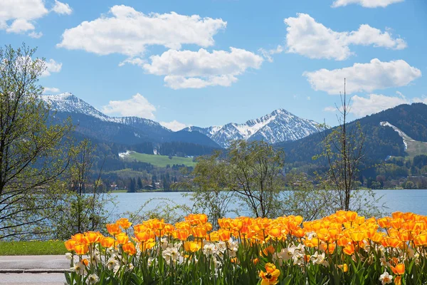 Macizo Flores Con Tulipanes Flores Narcisas Orilla Del Lago Tegernsee —  Fotos de Stock