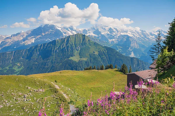 Picturale Berg Landschap Zwitserse Alpen Uitzicht Vanaf Schynige Platte Naar — Stockfoto